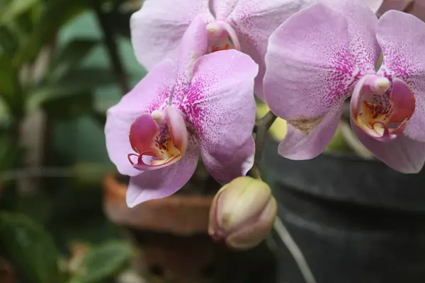 Orchideebloemen Tuin — Stockfoto