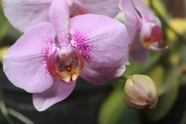 Piękny Kwiat Orchidei — Zdjęcie stockowe