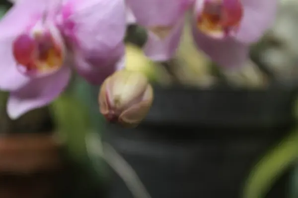 Närbild Orkidé Blomma — Stockfoto