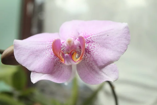Orchidea Kwiat Bliska — Zdjęcie stockowe