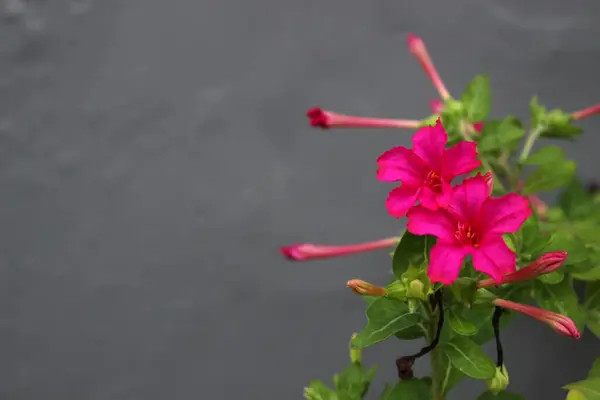 Flores Rosadas Sobre Fondo Negro —  Fotos de Stock
