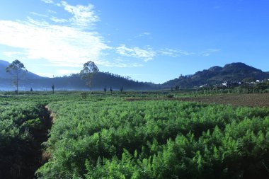 Yeşil tarlalı manzara ve arka planda dağ
