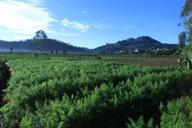 Dağları ve ağaçları olan güzel bir manzara.