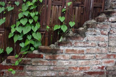 Yeşil sarmaşıklı eski tuğla bina