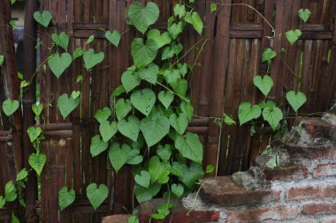 Yeşil sarmaşıklı eski tuğla bina