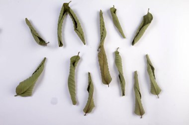 Beyaz arkaplanda kuru yapraklar