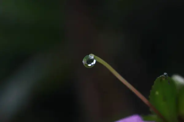 Dew Drops Green Leaf — Stock Photo, Image