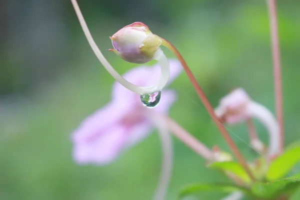 Piękny Różowy Kwiat Ogrodzie — Zdjęcie stockowe