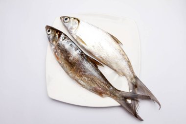 Beyaz arkaplanda taze balık