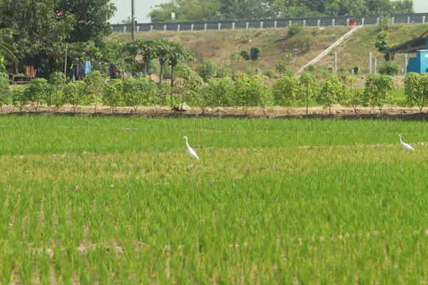 Рисова Рослина Сільське Господарство — стокове фото