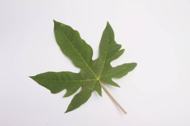 Papaya yaprak beyaz zemin üzerine