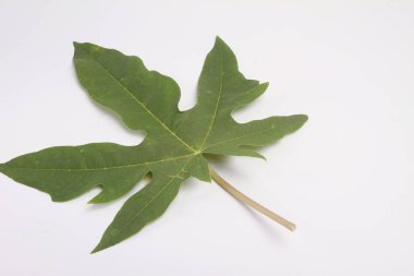Papaya beyaz arkaplanda yapraklar