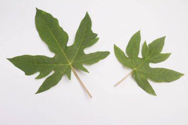 Papaya beyaz arkaplanda yapraklar