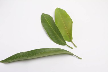 Kırpma yolu ile beyaz arkaplan üzerinde defne yaprağı (defne yaprağı).