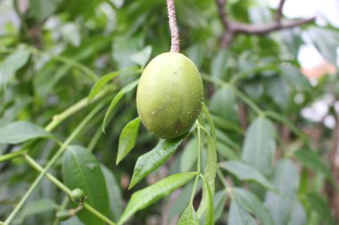 spondias dulcis on the garden
