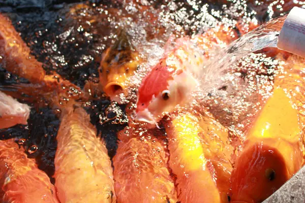 Zbliżenie Ryby Koi Stawie — Zdjęcie stockowe