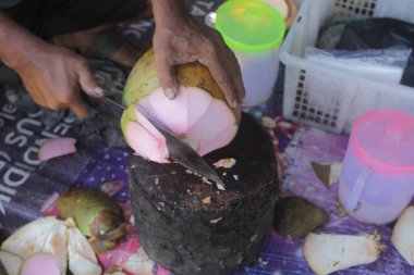 İnsanlar genç hindistan cevizi açar.