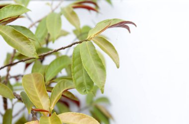 Beyaz arkaplanda güzel yeşil yapraklar