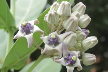 Güzel botanik fotoğrafı, doğal duvar kağıdı.