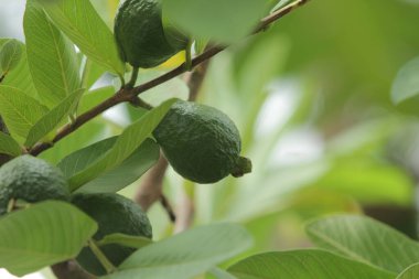 Yeşil yapraklı yeşil kireç ağacı