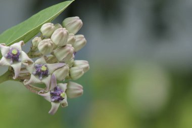 Beyaz ve mor çiçek.