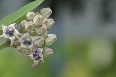 Güneşli yaz gününde bahçede yetişen güzel çiçekler.