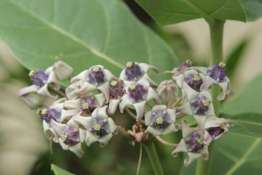 Doğadaki leylağın güzel çiçeği.
