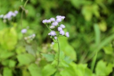 Renkli çiçeklerin arkaplan resmi