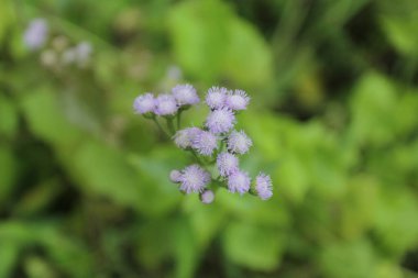 Bahçedeki güzel çiçekler