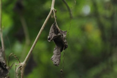 Ağaçtaki ölü bir kelebeğin seçici odak noktası.