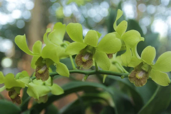 Orchidee Bloemen Tuin — Stockfoto