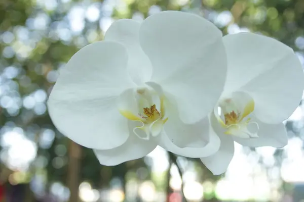 Biały Kwiat Storczyk Widok Bliska — Zdjęcie stockowe