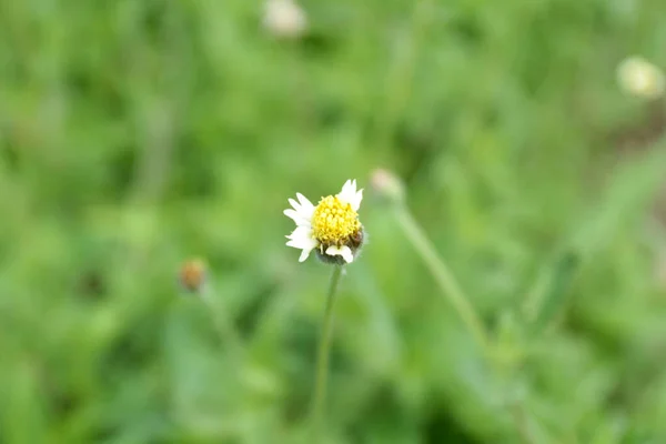 Close Beautiful Yellow Daisy — Stock Photo, Image