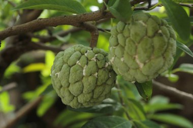 Bahçede srikaya meyvesi veya annona squamosa