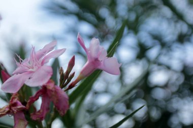 bahçede ağaç üzerinde güzel çiçekler