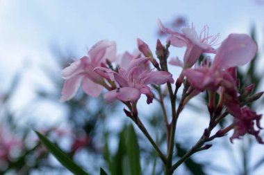 Yazın bahçedeki güzel çiçek.