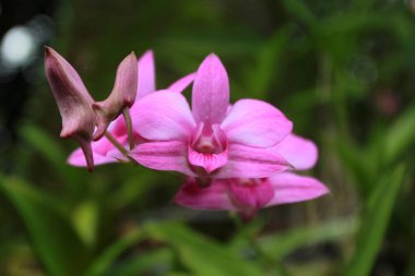 Bahçede mor orkide çiçeği