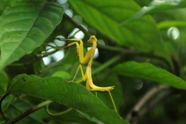 sarı çekirge, flora ve fauna