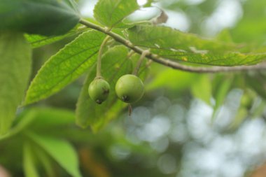 Bahçede çiğ kersem veya Muntingia calabura meyvesi