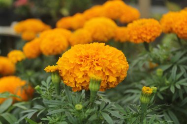 Bahçedeki güzel papatya çiçekleri