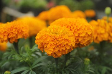 Bahçedeki güzel papatya çiçekleri