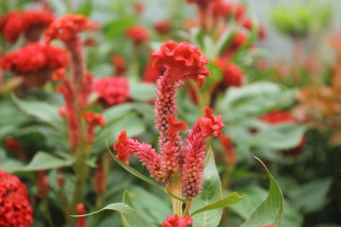 Bahçedeki güzel çiçekler