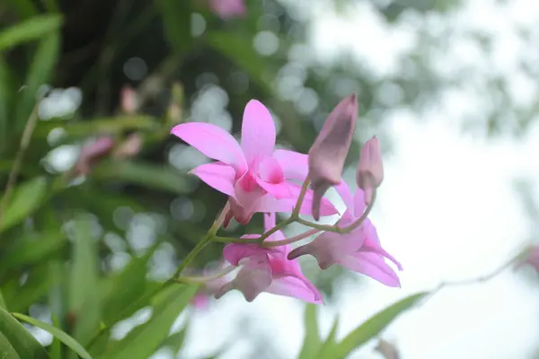 Фіолетова Квітка Орхідеї Саду — стокове фото