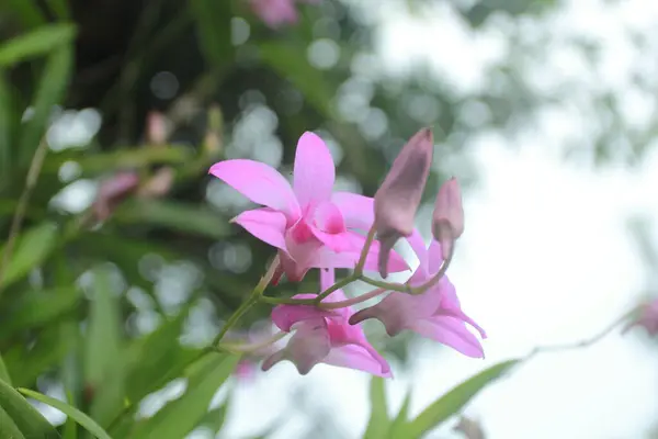 Lila Orchidea Virág Kertben — Stock Fotó