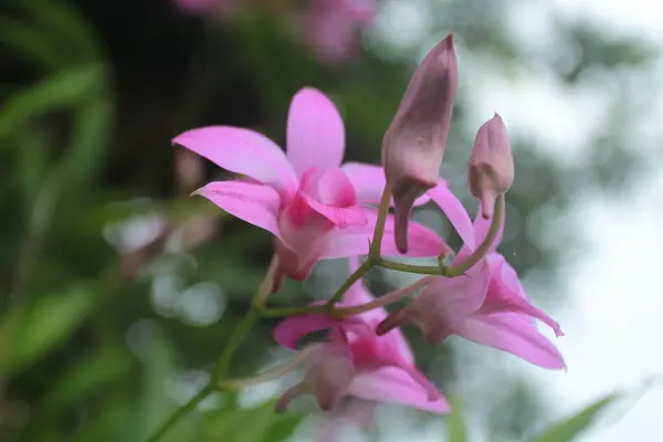 Paarse Orchidee Bloem Tuin — Stockfoto