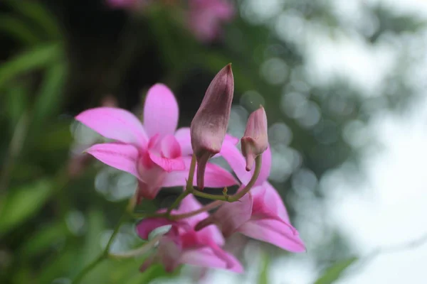 Fleur Orchidée Pourpre Dans Jardin — Photo