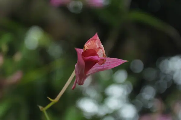 Mooie Orchidee Bloem Tuin — Stockfoto