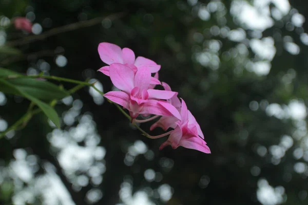 Lila Orchidea Virág Kertben — Stock Fotó