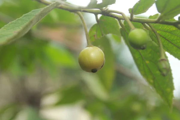Ωμά Φρούτα Kersem Muntingia Calabura Στον Κήπο — Φωτογραφία Αρχείου
