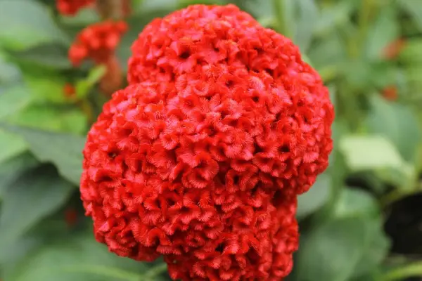 Όμορφο Κόκκινο Λουλούδι Στον Κήπο — Φωτογραφία Αρχείου